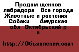 Продам щенков лабрадора - Все города Животные и растения » Собаки   . Амурская обл.,Октябрьский р-н